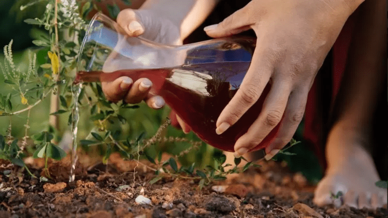 Plantar a Lua: o que é e como fazer esse ritual?